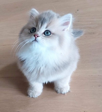 Apollo, balett, Ballet, Stravinsky, Balanchine, Nuryev, Coco, Chanel, blågolden, blue golden, shaded, tchaikovsky, ay 11, British longhair, brittiskt långhår.
