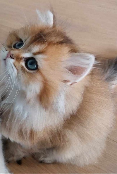 Romeo, balett, Ballet, Shakespeare, Ravel, Nuryev, Romeo och Julia, kärlekshistoria, Verona, svartgolden, black golden, shaded, ny 11, British longhair, brittiskt långhår.