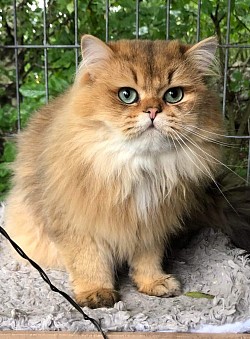Svartgolden shaded, ny11, Code di zucchero Forever, morfadern, känd för sina smaragdgröna ögon, som Romeo antas vara ljusare golden än som vuxen.