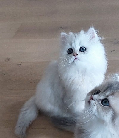 Daphnis och Chloé, Daphnis and Chloé, Daphnis et Chloé, Ballet, Balett, ns12, brittiskt långhår, British longhair, antik kärlekshistoria, kärlekshistoria, Ravel, Maurice Ravel, getaherde, Daphnis, chloé